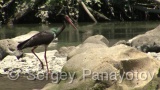 Video of Black Stork - Black Stork hunting fish in Arda river, Bulgaria